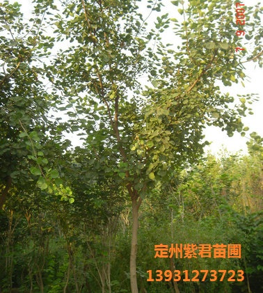 黄栌—定州紫君苗圃
