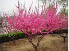 榆叶梅—定州紫君苗圃