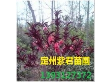 红叶碧桃—定州紫君苗圃