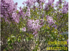 紫丁香—定州紫君苗圃