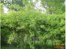 金银木—定州紫君苗圃