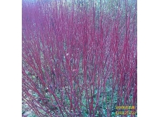 红瑞木—定州紫君苗圃