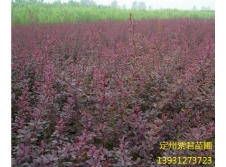 红叶小檗—定州紫君苗圃
