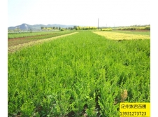 朝鲜黄杨—定州紫君苗圃