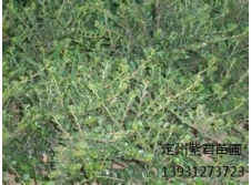平枝栒子-定州紫君苗圃